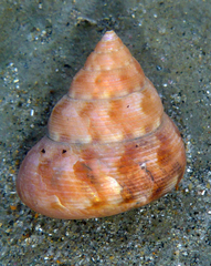 Calliostoma gloriosum