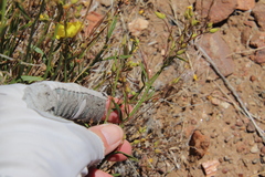Crocanthemum aldersonii