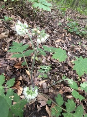 Hydrophyllum macrophyllum