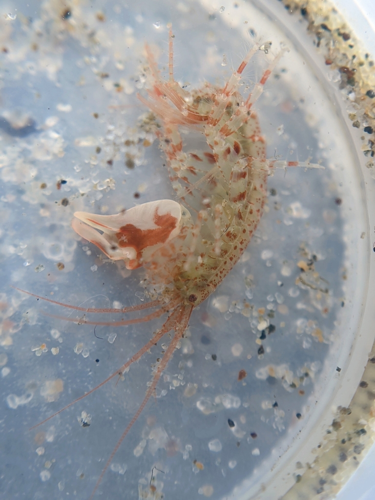 Dulichiella spinosa