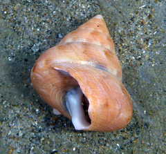 Calliostoma gloriosum