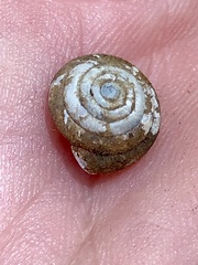 Euchemotrema leaii