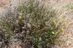 Crocanthemum aldersonii