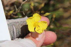 Crocanthemum aldersonii