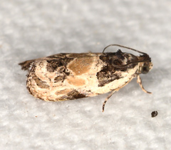 Olethreutes griseoalbana