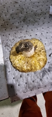 Agaricomycetes