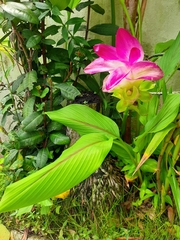 Curcuma zedoaria