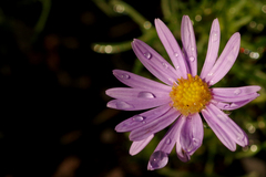 Brachyscome multifida