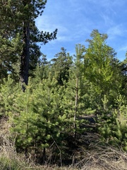 Pinus sylvestris