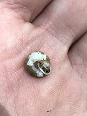Euchemotrema leaii