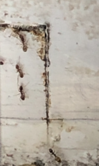 Linepithema humile