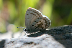 Celastrina asheri