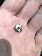 Euchemotrema leaii