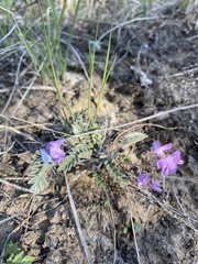 Gueldenstaedtia verna