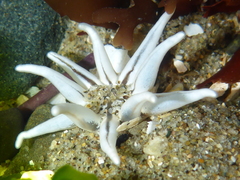 Halcampa decemtentaculata