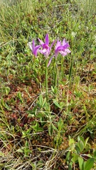 Arethusa bulbosa