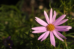 Brachyscome multifida