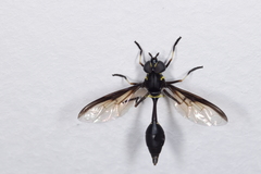 Salpingogaster nigra