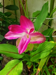 Curcuma zedoaria