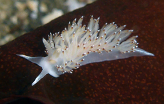 Apata pricei