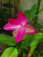 Curcuma zedoaria
