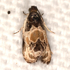 Olethreutes griseoalbana