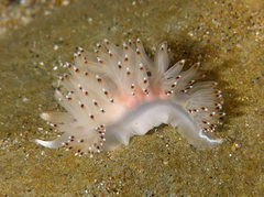 Apata pricei