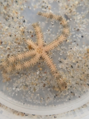 Ophiactis