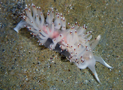 Apata pricei