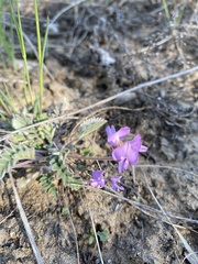 Gueldenstaedtia verna