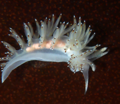 Apata pricei