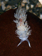 Apata pricei