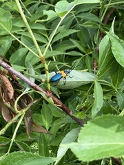 Desmocerus palliatus