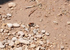 Pseudomethoca propinqua