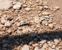 Pseudomethoca propinqua