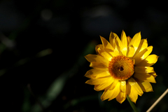 Xerochrysum viscosum