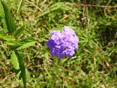 Glandularia guaranitica