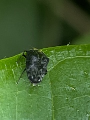 Trachys auricollis