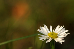 Brachyscome paludicola