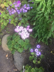 Pericallis × hybrida