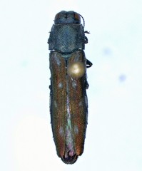 Agrilus walsinghami