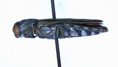 Agrilus walsinghami