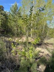 Populus suaveolens