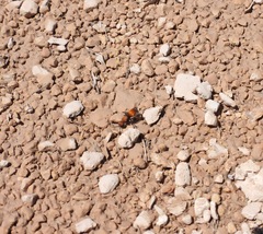 Pseudomethoca propinqua