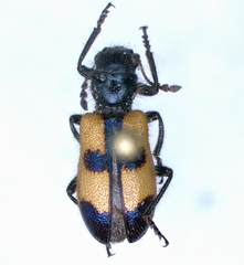 Aulicus