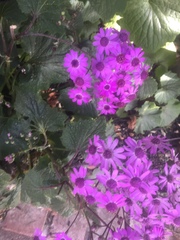 Pericallis × hybrida