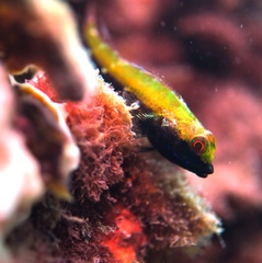 Helcogramma decurrens