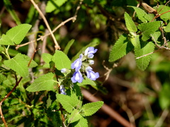 Salvia cuspidata