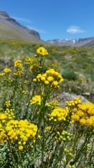 Senecio subumbellatus