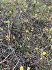Potentilla arenosa